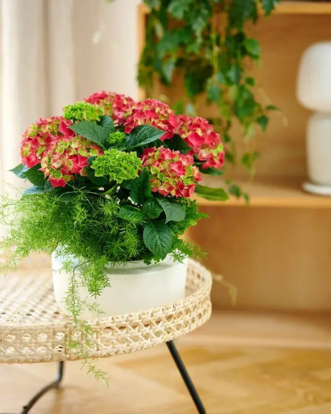 Vivid Hydrangeas in Bold Blooms