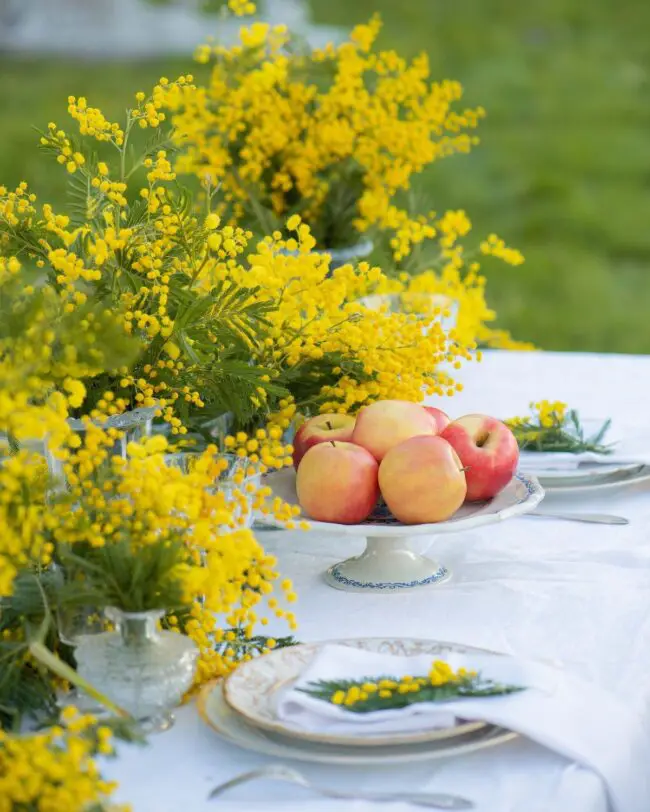 Radiant Mimosa Touches for Outdoor Gatherings