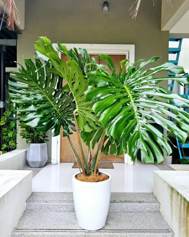 Monstera Splendor in Tropical Delight