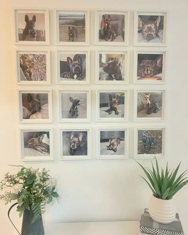 Pet-Themed Picture Wall