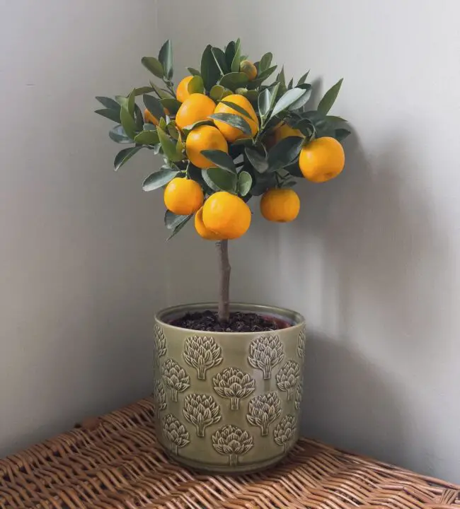 Bold Citrus with Vibrant and Tangy Blooms