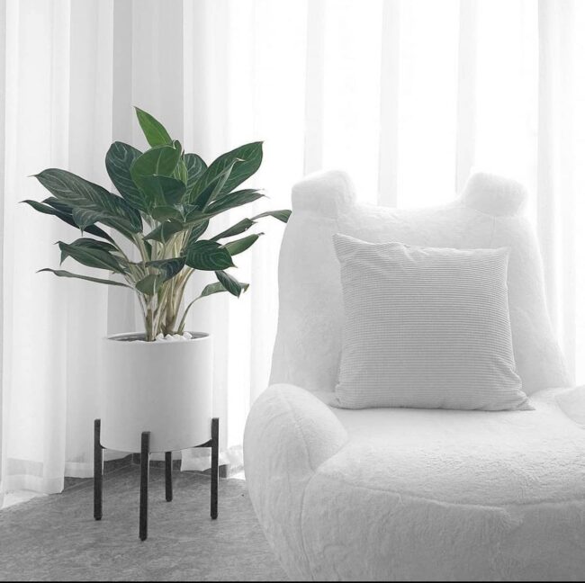 Minimalist Monochrome with Chic Planter